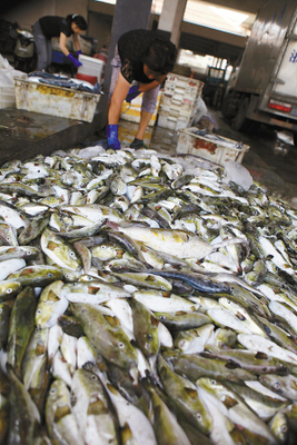 温岭松门水产市场惊现野生河豚交易，食品安全警钟再响