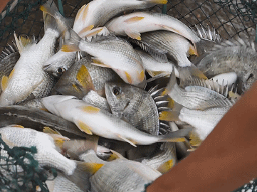 珠海这条鱼，游进了央视！——农产品品牌化的成功之路