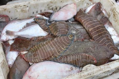 每日鲜货，海捕直达 探秘山东鑫发渔业集团的近海时令经济鱼